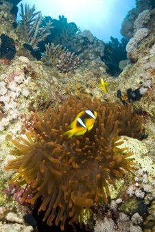 Couple Of Clownfish With Their Anemone. Stock Photo Couple Of Clownfish With Their Anemone. Stock Photo