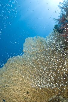 Gorgonian Fan Coral With School Of Baitfish. Royalty Free Stock Photography Gorgonian Fan Coral With School Of Baitfish. Royalty Free Stock Photography