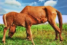 Horse With Foal Royalty Free Stock Images Horse With Foal Royalty Free Stock Images