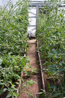 Tomato Plants In Greenhouse Stock Image Tomato Plants In Greenhouse Stock Image