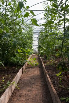 Tomato Plants In Greenhouse Stock Photography Tomato Plants In Greenhouse Stock Photography