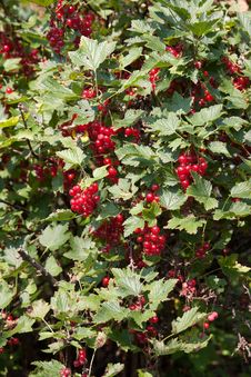 Red Currant Bush Royalty Free Stock Photos Red Currant Bush Royalty Free Stock Photos