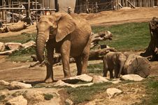 Elephants Royalty Free Stock Image Elephants Royalty Free Stock Image