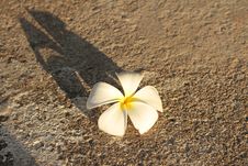 Plumeria Flowers Royalty Free Stock Images