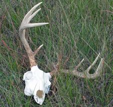 Whitetail Buck Skull And Rack Stock Photo