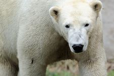 Polar Bear Stock Images