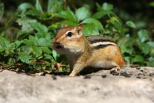 Eastern Chipmunk Royalty Free Stock Image Eastern Chipmunk Royalty Free Stock Image