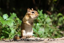 Eastern Chipmunk Stock Photos Eastern Chipmunk Stock Photos