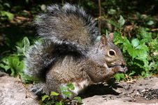 Eastern Gray Squirrel Royalty Free Stock Image