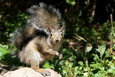 Eastern Gray Squirrel Stock Photography Eastern Gray Squirrel Stock Photography