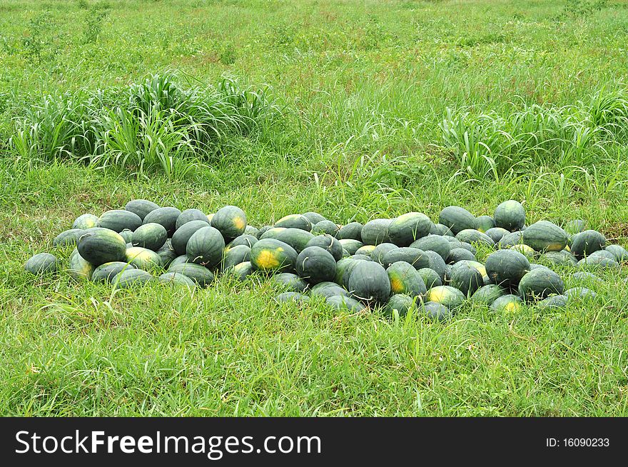 Original taken from the other watermelon farm in Thailand really is not set. Original taken from the other watermelon farm in Thailand really is not set.