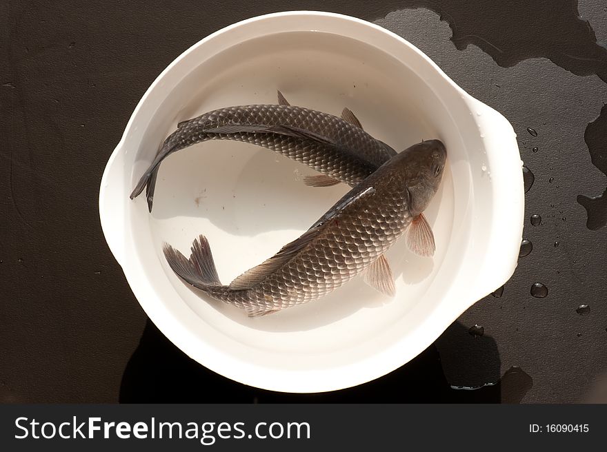 Two alive fish in bowl with water. Two alive fish in bowl with water