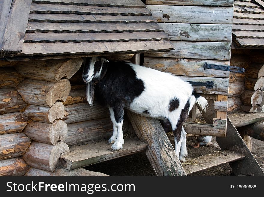 The goat standing on a part of the wooden house