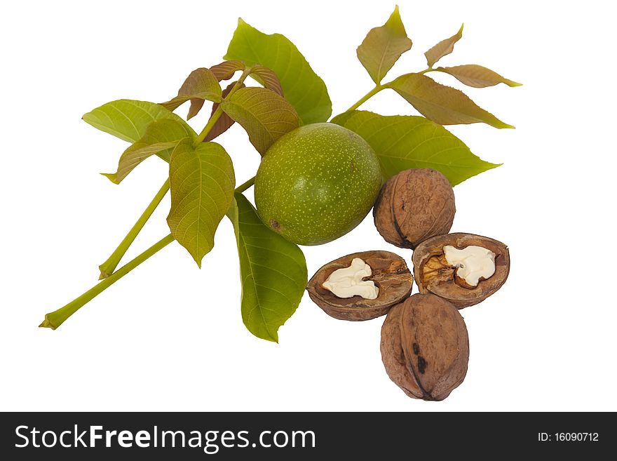 Fresh walnut and leaves isolated on a white background