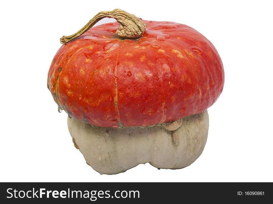 Wet pumpkin with hat, isolated on a white background