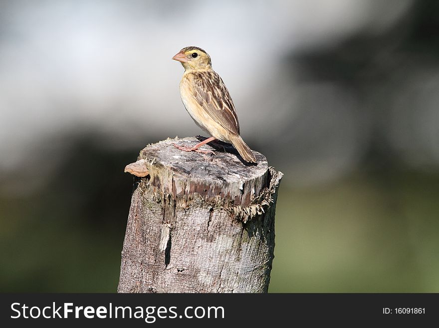 Female Orange Bishop