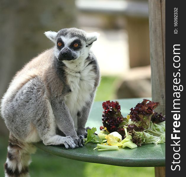 A lemur sitting on a table next to his lunch