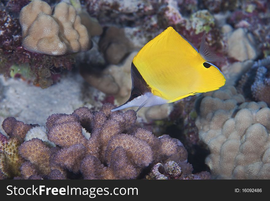 A forceps butterfly fish searching the reef for a morsel of food.