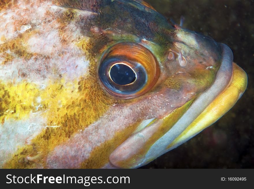 The eye detail of a copper rock fish