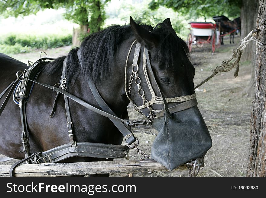 Black horse feeds from leather bag fixed on his face