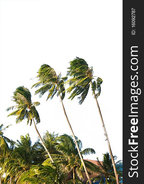 Coconut palm trees over white