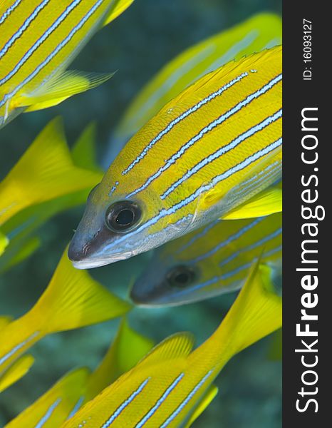 Headshot Of Yellow Tropical Fish.