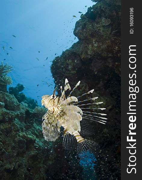 Tropical Common lionfish (Pterois miles). Naama Bay, Sharm el Sheikh, Red Sea, Egypt. Tropical Common lionfish (Pterois miles). Naama Bay, Sharm el Sheikh, Red Sea, Egypt.