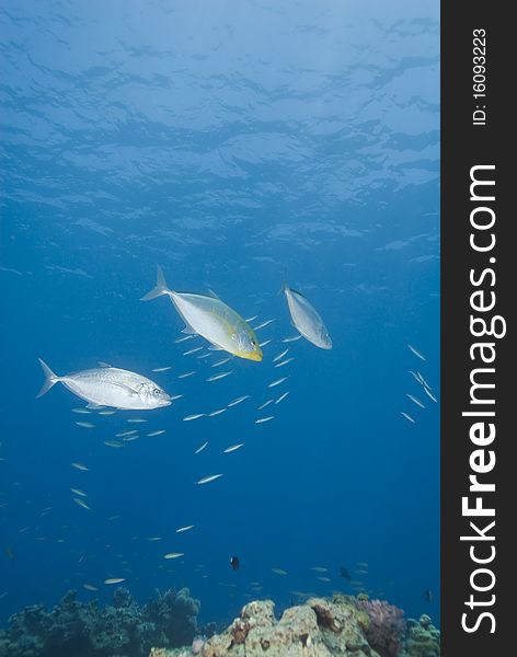 Small group of Yellow-dotted trevally (carangoides fulvoguttatus) hunting the reef. Naama Bay, Sharm el Sheikh, Red Sea, Egypt. Small group of Yellow-dotted trevally (carangoides fulvoguttatus) hunting the reef. Naama Bay, Sharm el Sheikh, Red Sea, Egypt.