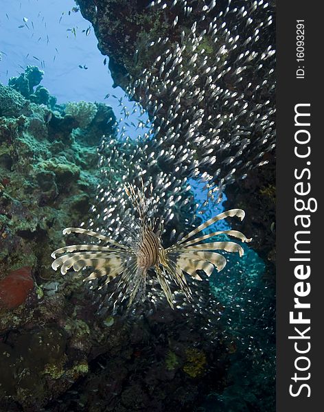 Rear view of a tropical Common lionfish (Pterois miles) with a small school of baitfish. Naama Bay, Sharm el Sheikh, Red Sea, Egypt. Rear view of a tropical Common lionfish (Pterois miles) with a small school of baitfish. Naama Bay, Sharm el Sheikh, Red Sea, Egypt.