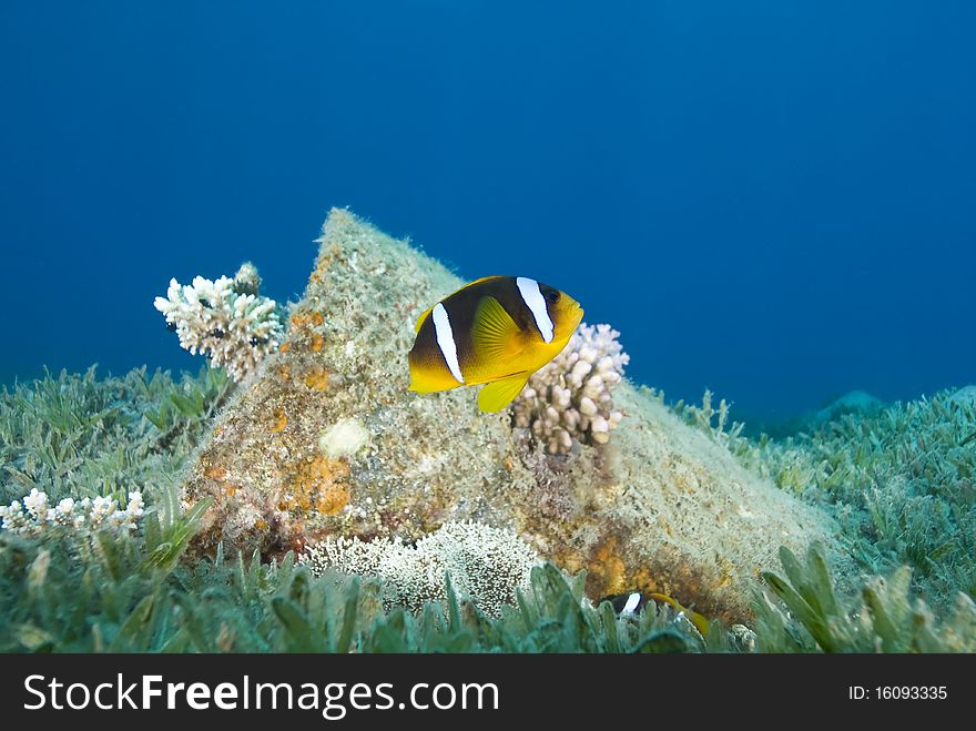 Red Sea anemonefish, aka. Nemo (amphiprion bicinctus), close to a barrel. Naama Bay, Sharm el Sheikh, Red Sea, Egypt. Red Sea anemonefish, aka. Nemo (amphiprion bicinctus), close to a barrel. Naama Bay, Sharm el Sheikh, Red Sea, Egypt.