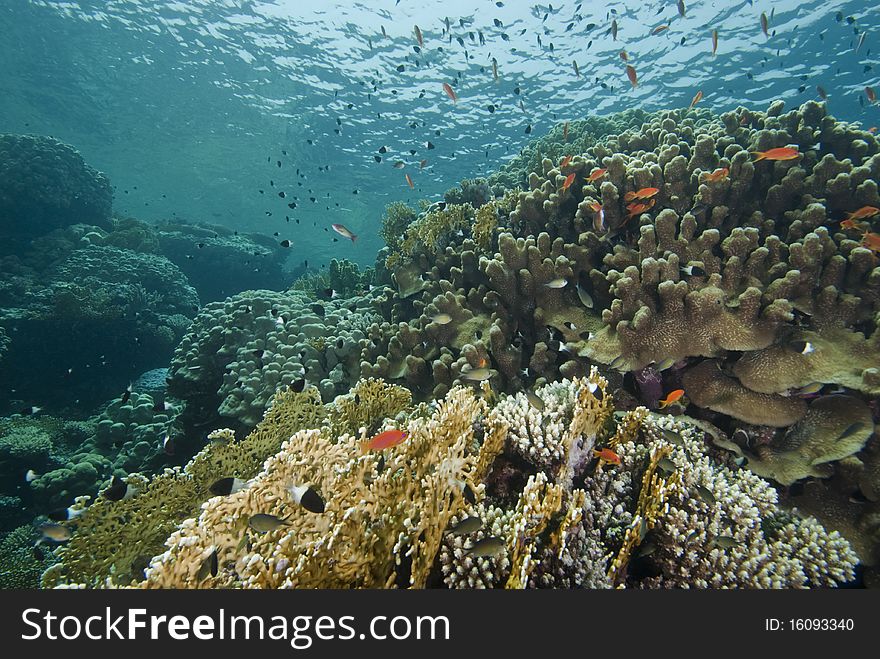 Reefscape in the shallows, showing various species of hard coral. Jackfish alley, Red Sea, Egypt. Reefscape in the shallows, showing various species of hard coral. Jackfish alley, Red Sea, Egypt.