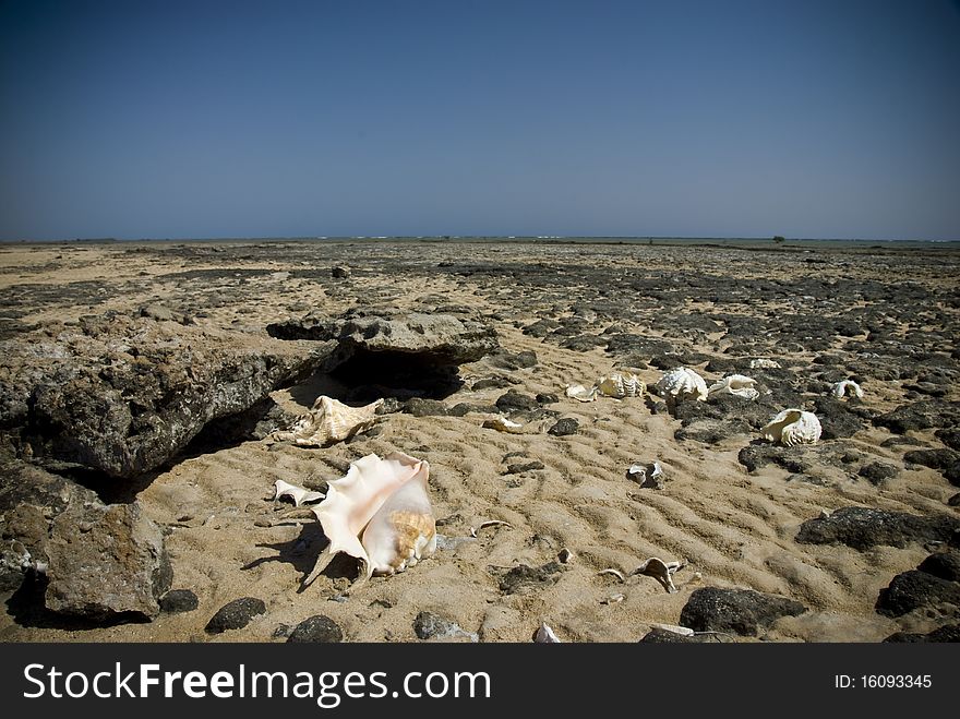 Empty shells on a rocky beach.