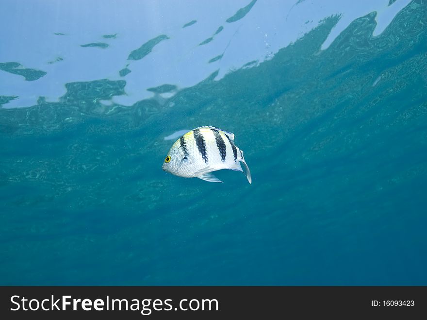 One Tropical Fish, Blue Background.