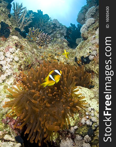 Couple of Red Sea anemonefish with their rare red magnificent anemone (Heteractis magnifica). Jackson reef, Sharm el Sheikh, Red Sea, Egypt. Couple of Red Sea anemonefish with their rare red magnificent anemone (Heteractis magnifica). Jackson reef, Sharm el Sheikh, Red Sea, Egypt.