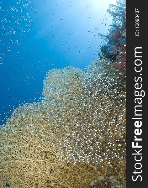 Gorgonian fan coral (Annella mollis) with school of baitfish. Near Garden, Sharm el Sheikh, Red Sea, Egypt. Gorgonian fan coral (Annella mollis) with school of baitfish. Near Garden, Sharm el Sheikh, Red Sea, Egypt.