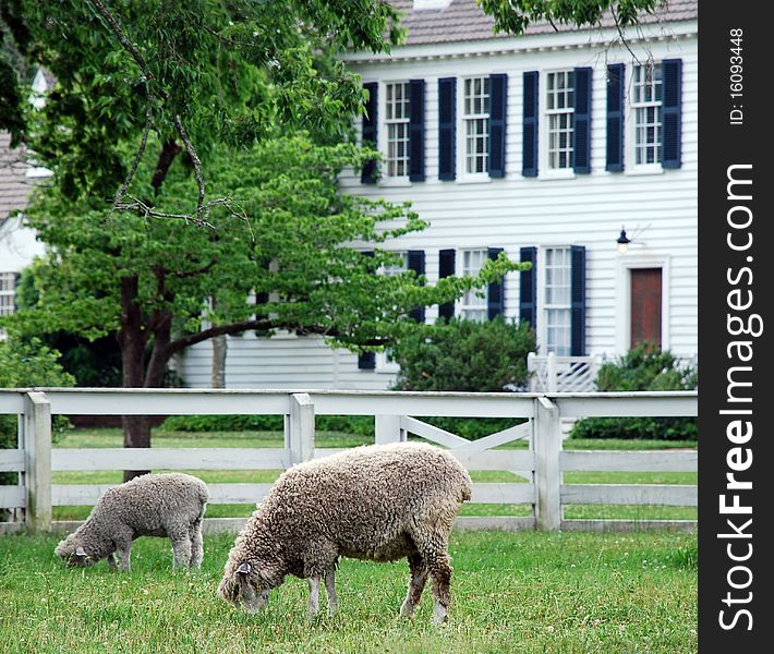 Sheep Grazing