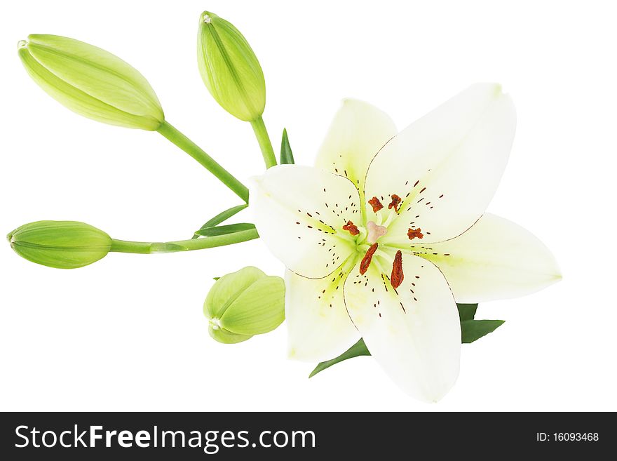 White lily flower isolated on white background. White lily flower isolated on white background