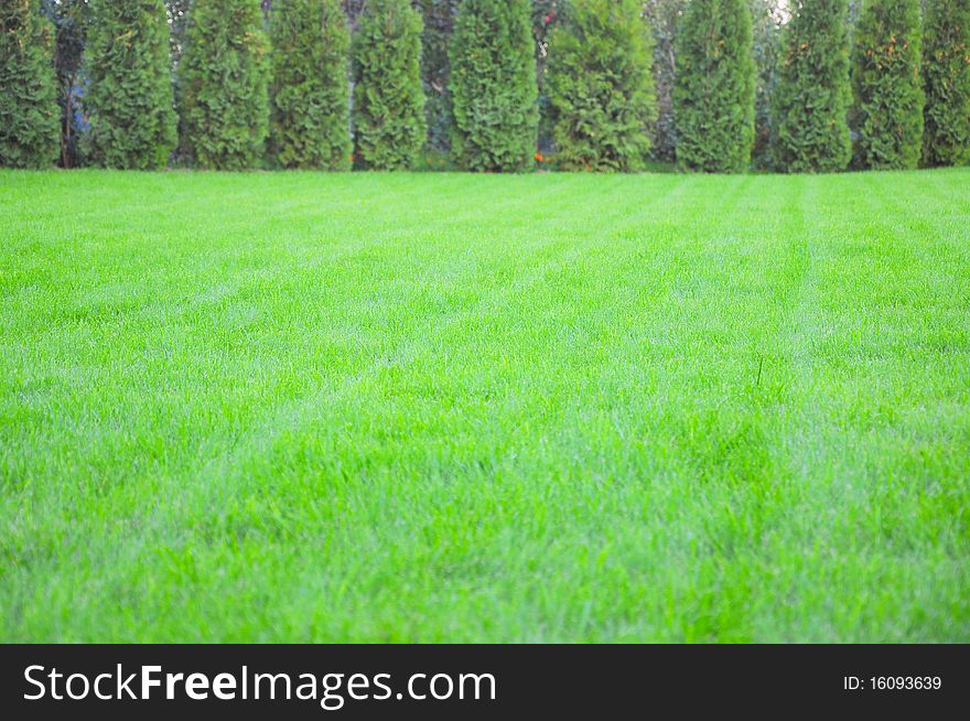 Green grass surrounded by pine trees as a background. Green grass surrounded by pine trees as a background