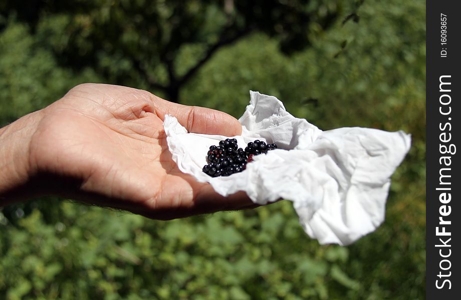 A wild blackberry fruits caried by a hand in a green field