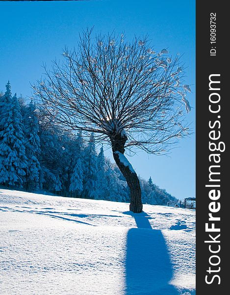 Tree Covered With Snow in Winter Landscape
