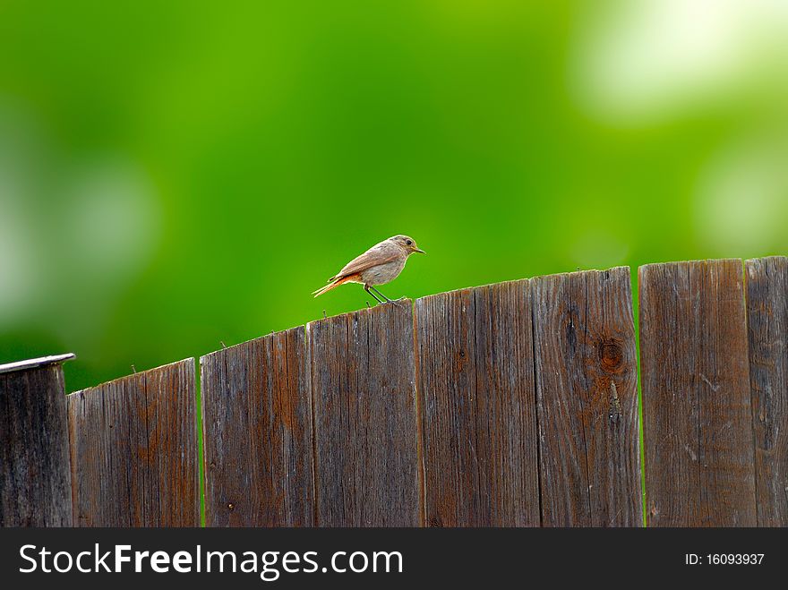 Common Redstart on a wood street door
