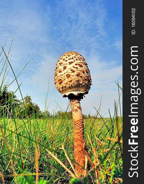 Brown mushroom on the ground among grass