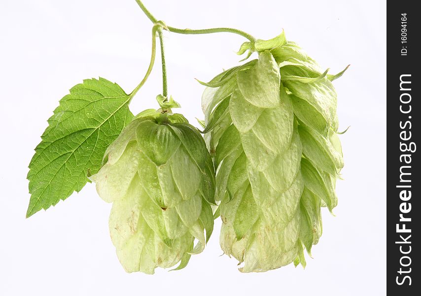 Branch of hops on a white background