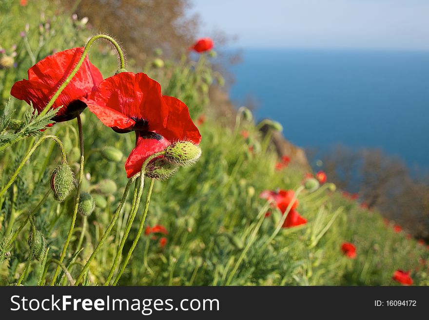 Red poppies on a background of blue sea