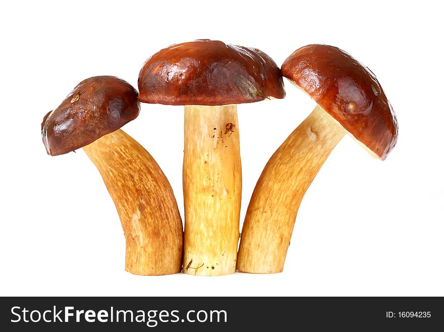 Three Raw Mushrooms