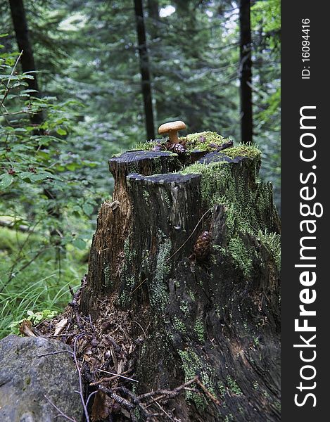 This image shows a mushroom within the Vanoise National Park. This image shows a mushroom within the Vanoise National Park