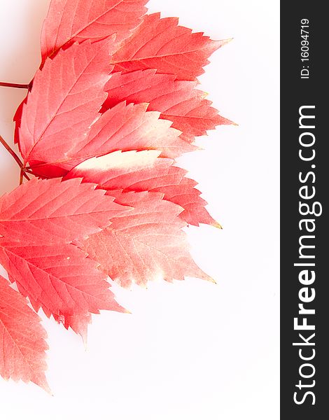 Autumn red leaves on white background. Autumn red leaves on white background