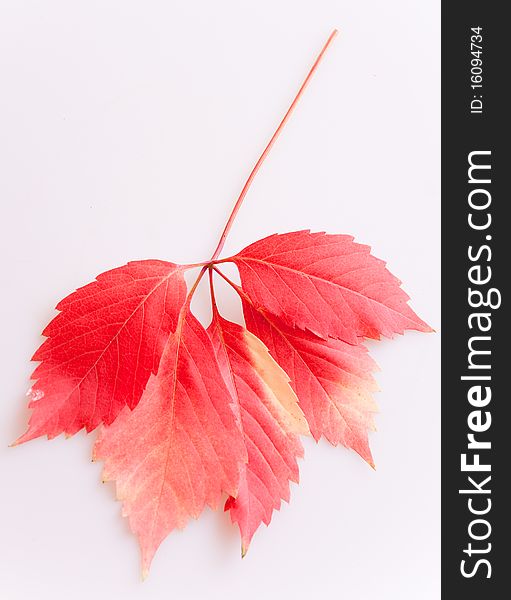 Autumn red leaves on white background. Autumn red leaves on white background