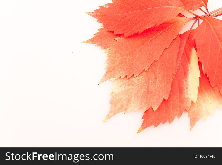 Autumn red leaves on white background. Autumn red leaves on white background