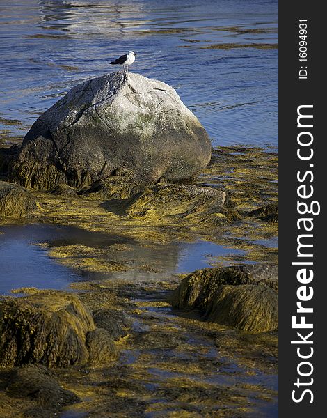 A maritime seagull perched on a rock at the shoreline. A maritime seagull perched on a rock at the shoreline